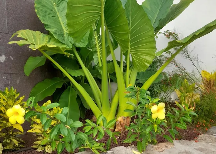 Apartment Vue Ocean Playa Paraiso (Tenerife)