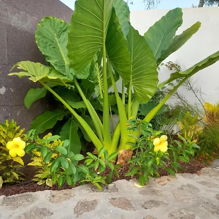 Lejlighed Vue Ocean Playa Paraíso